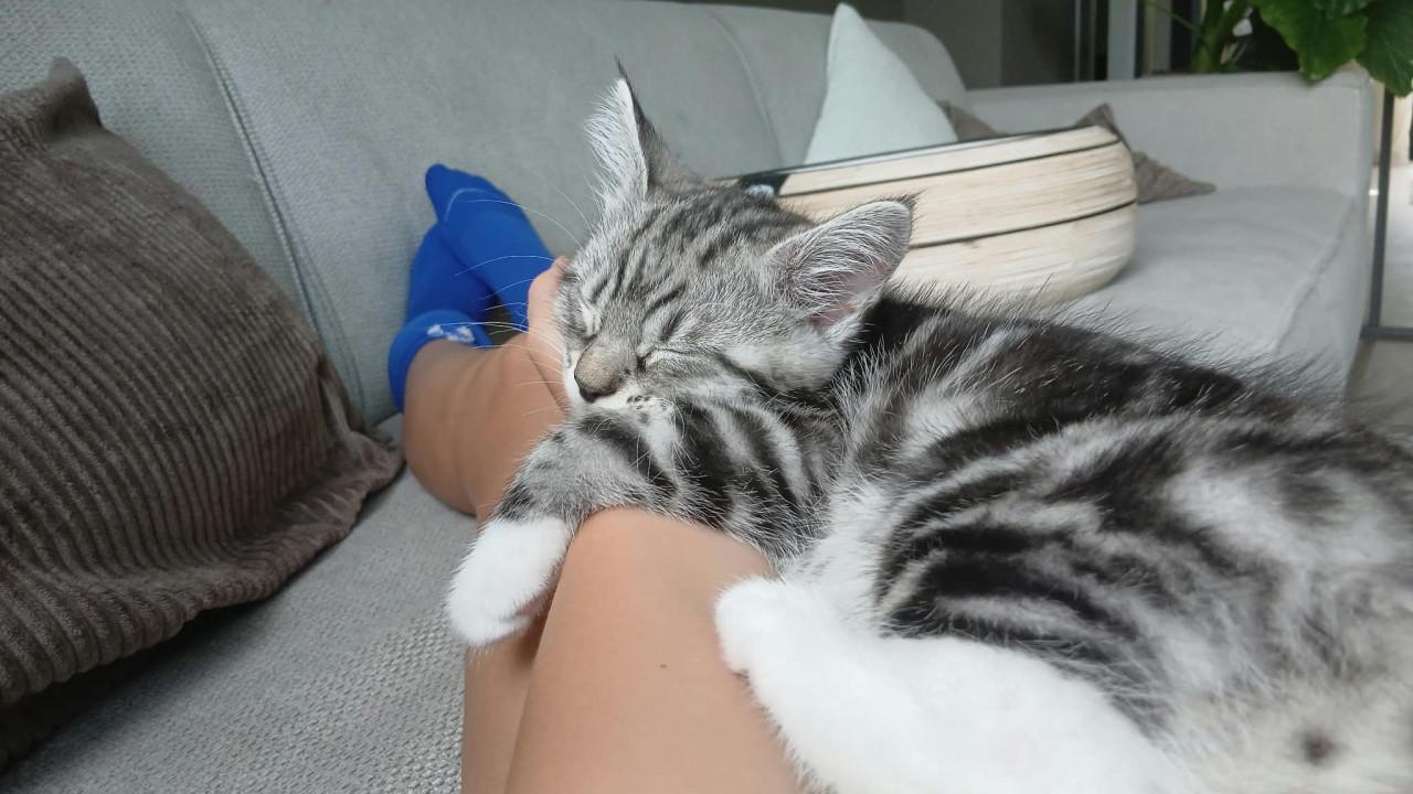 Kitten te koop