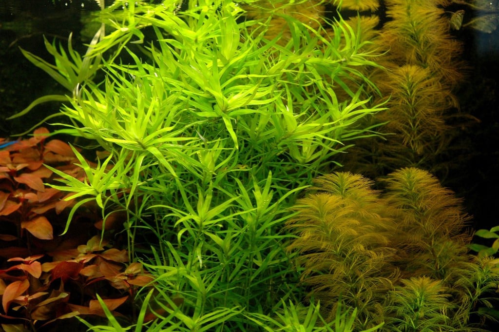 Aquariumplanten