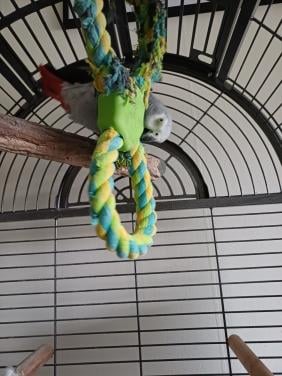 Tamme pratende grijze roodstaart papagaai met kooi.