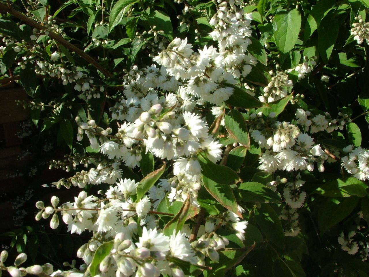Boerenjasmijn (dubbel)