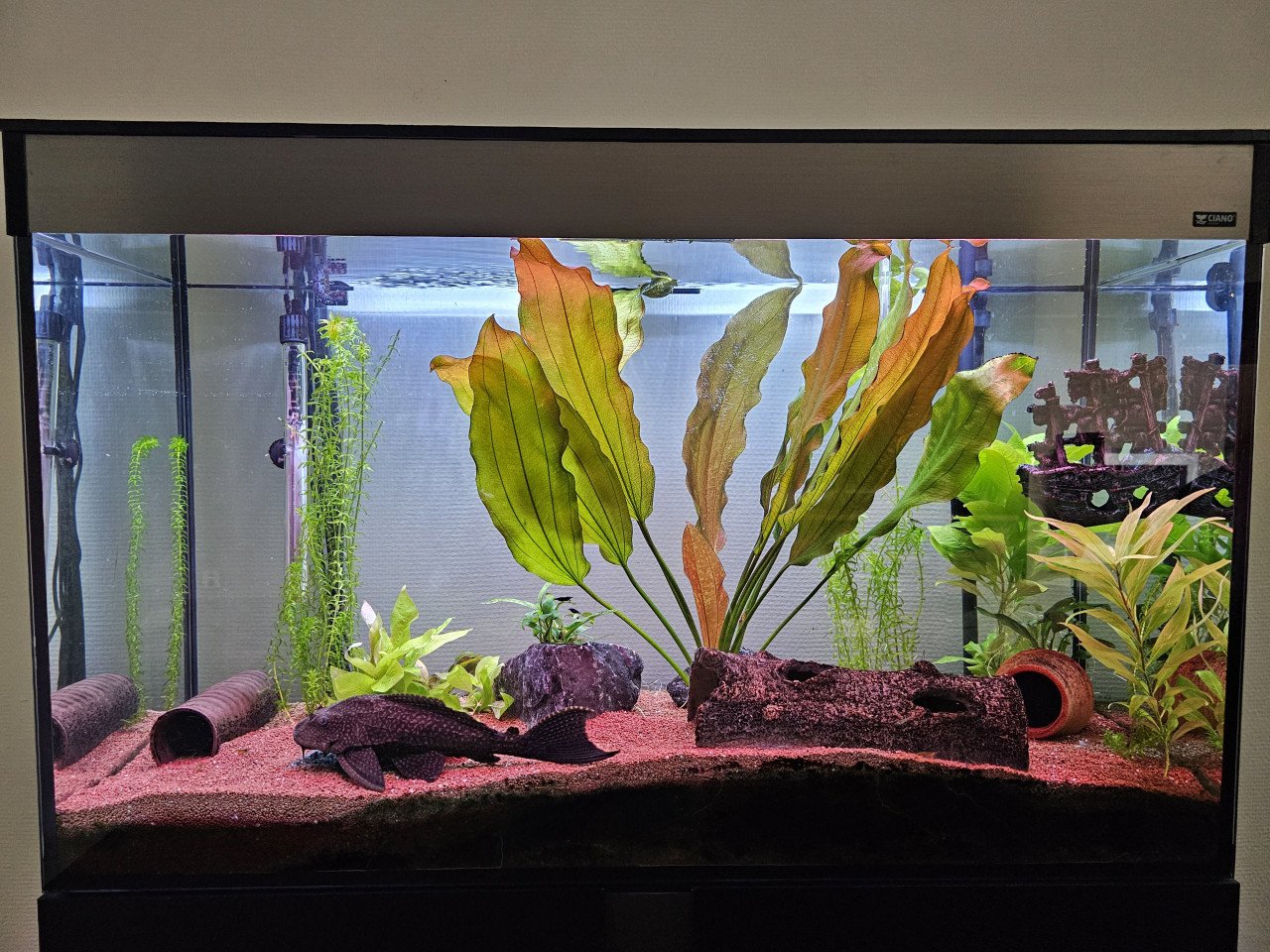 Aquarium inclusief grote pleco