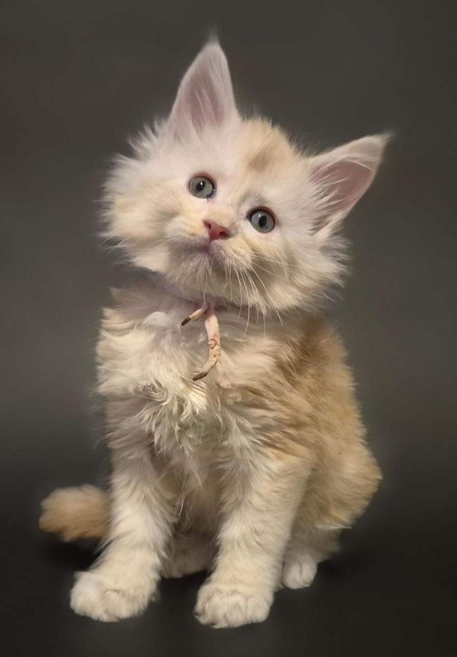 Mega mooie maine coon kittens met stamboom