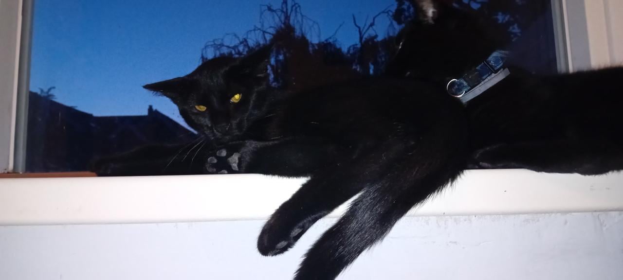 Kater pablo