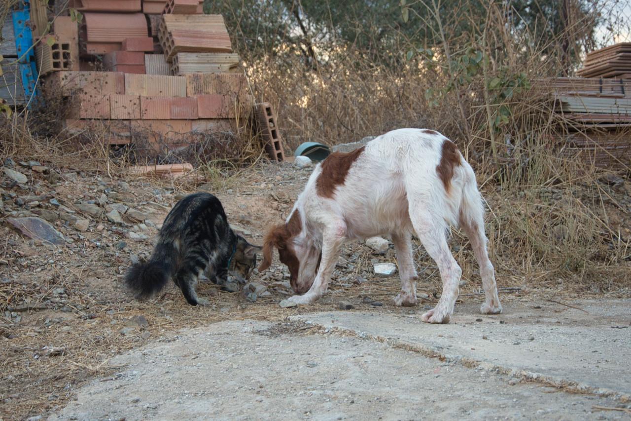 Deze superlieve hond zoekt en lief baasje