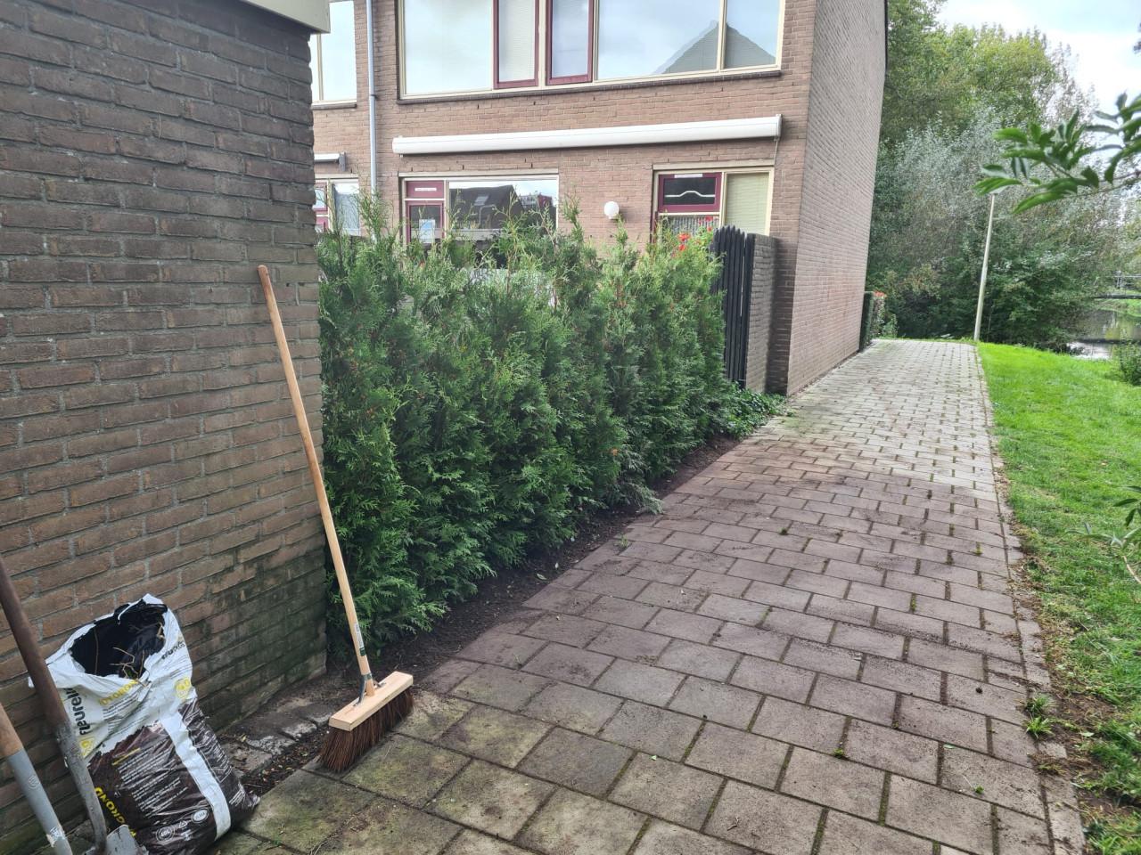 Thuja Brabant haagconiferen tot 3m weer leverbaar