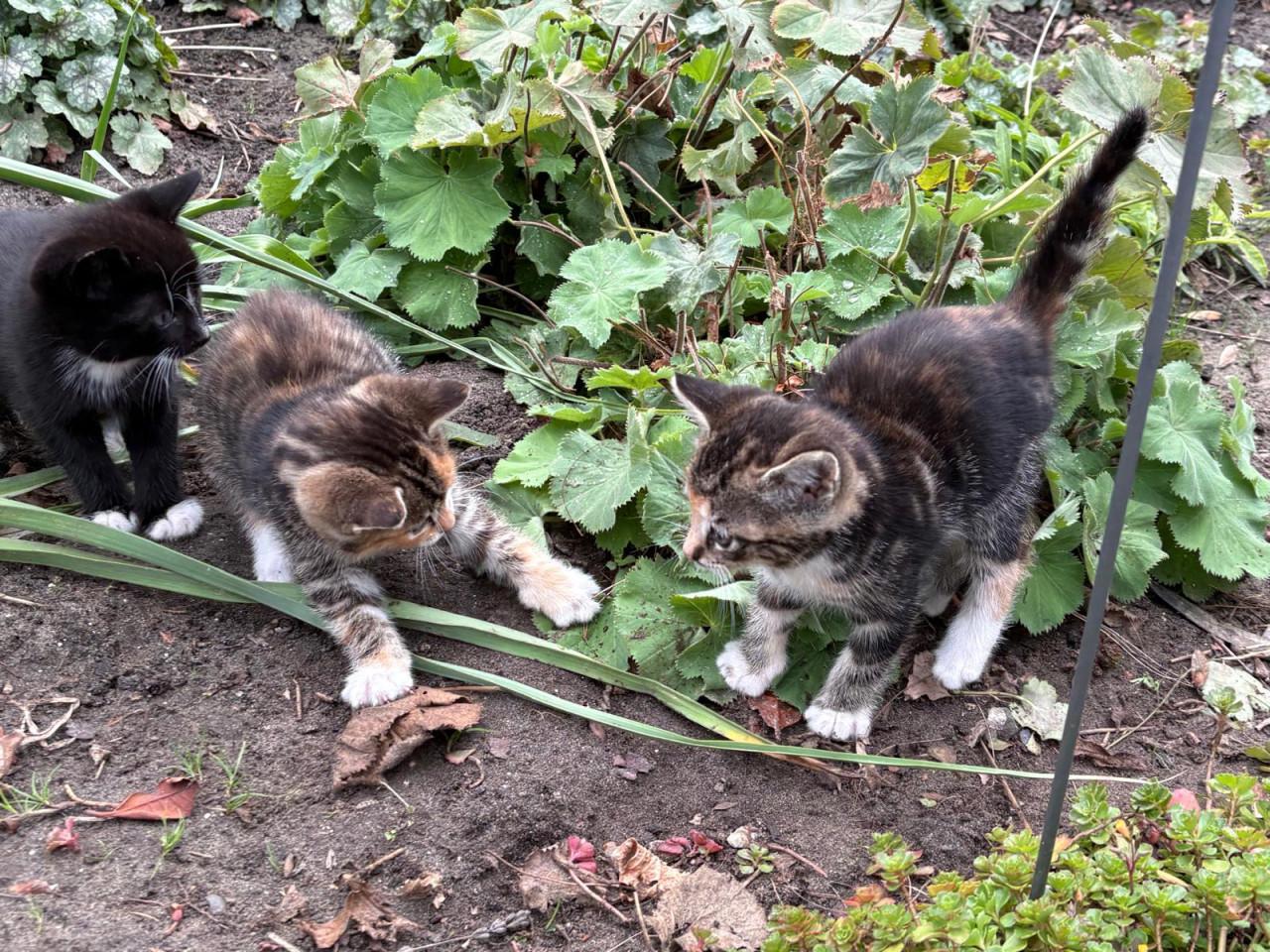 Kittens