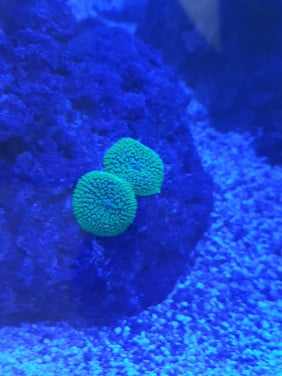 Zeeaquarium inhoud