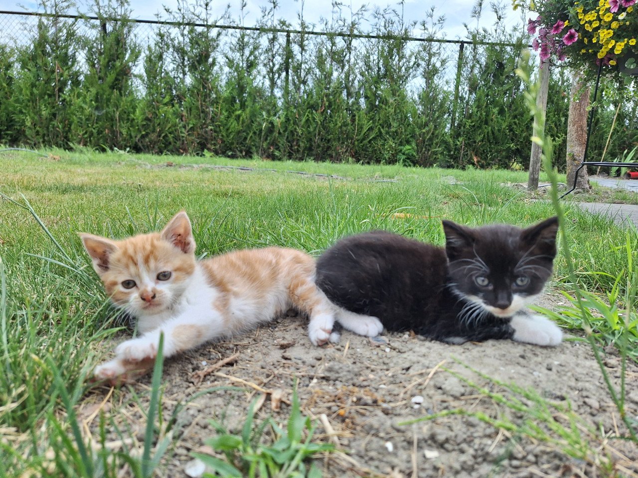 Kittens