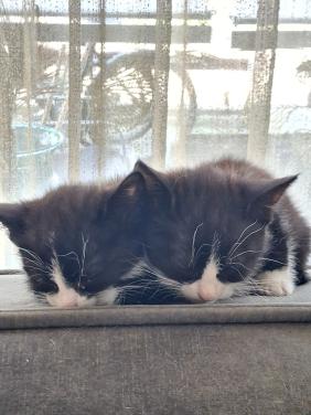 2 kittens zoeken gouden mandje