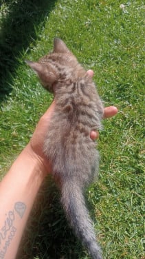 2 bengaal kittens