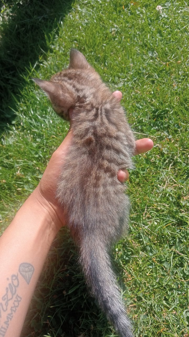 2 bengaal kittens