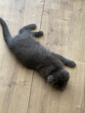 Ragdoll kittens
