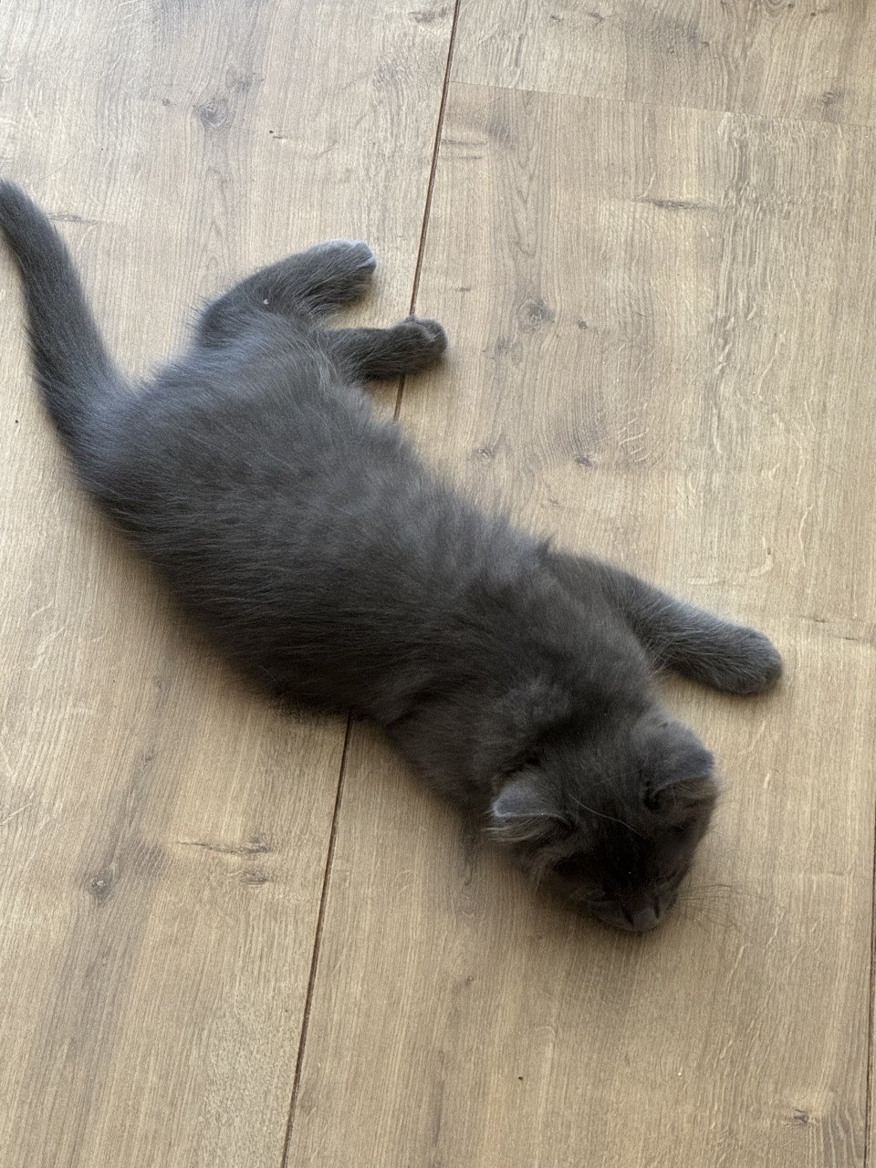 Ragdoll kittens