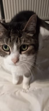 Katten