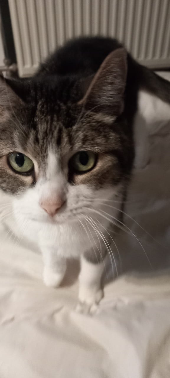 Katten