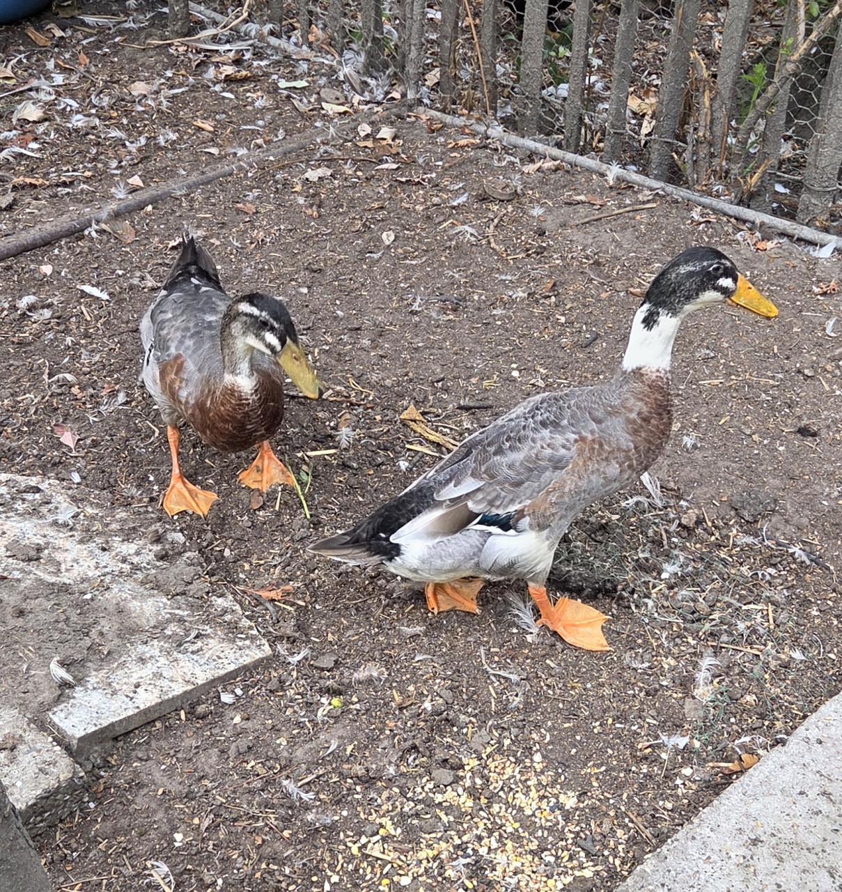 Twee prachtige mannetjes loopeenden