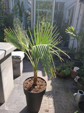 Washingtonia Robusta palm
