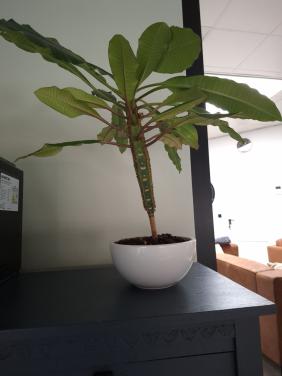 Zeldzame kamerplant(Euphobia leuconeura)