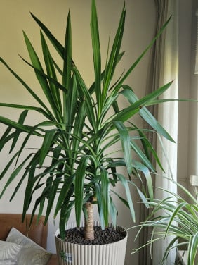 Yucca palm