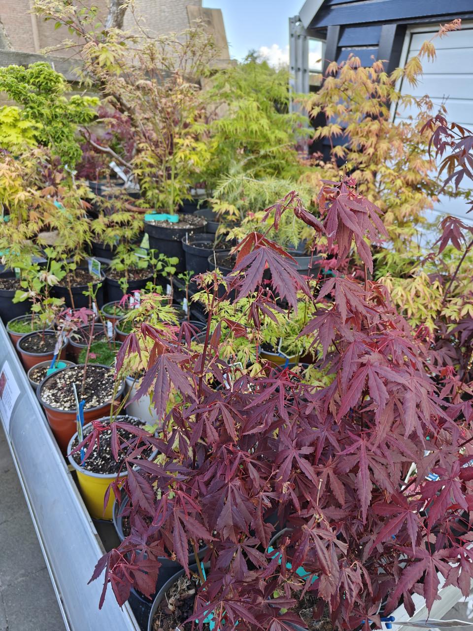 Japanse esdoorn Acer palmatum te koop