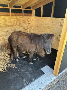 Shetland pony op leeftijd gevraagd