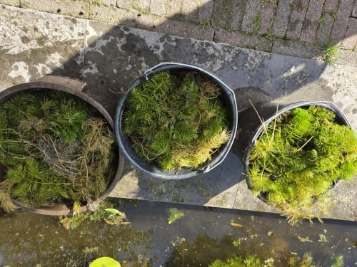 Zuurstofplanten( hoornblad)