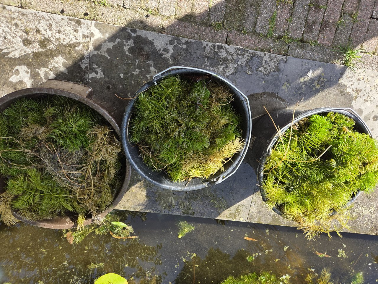 Zuurstofplanten( hoornblad)