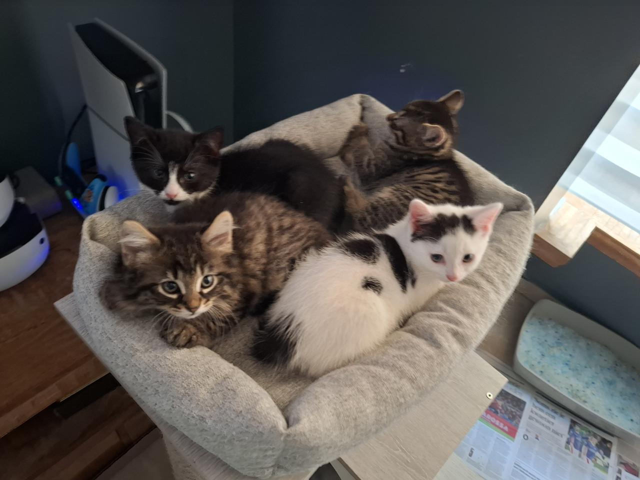 Kittens 9 weken