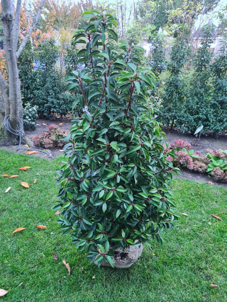 Portugese laurier haagplanten in alle hoogtes