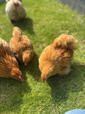 2 jonge cochin krielen