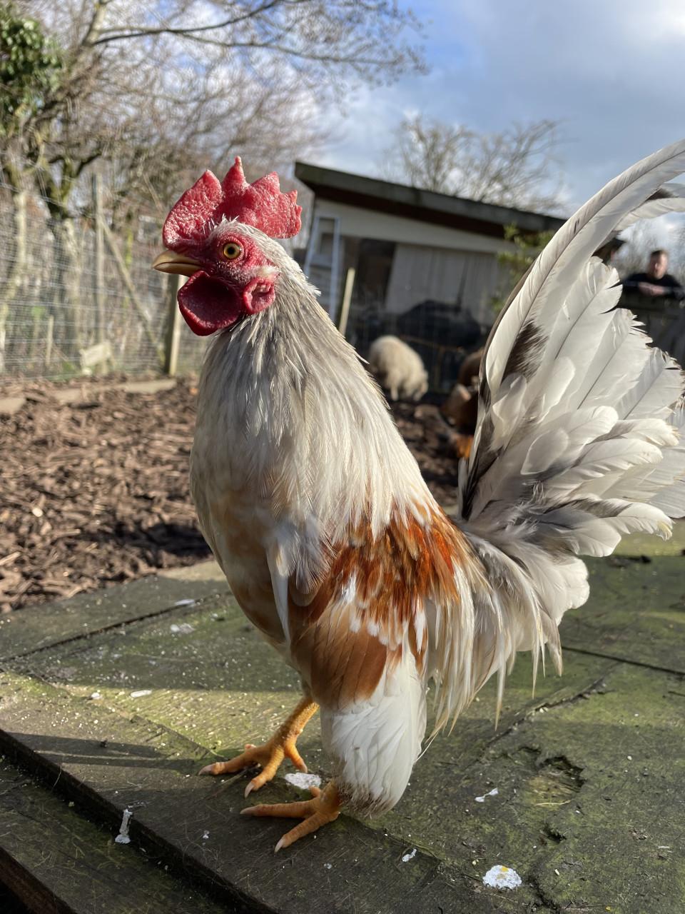 Serama haantje zoekt thuis