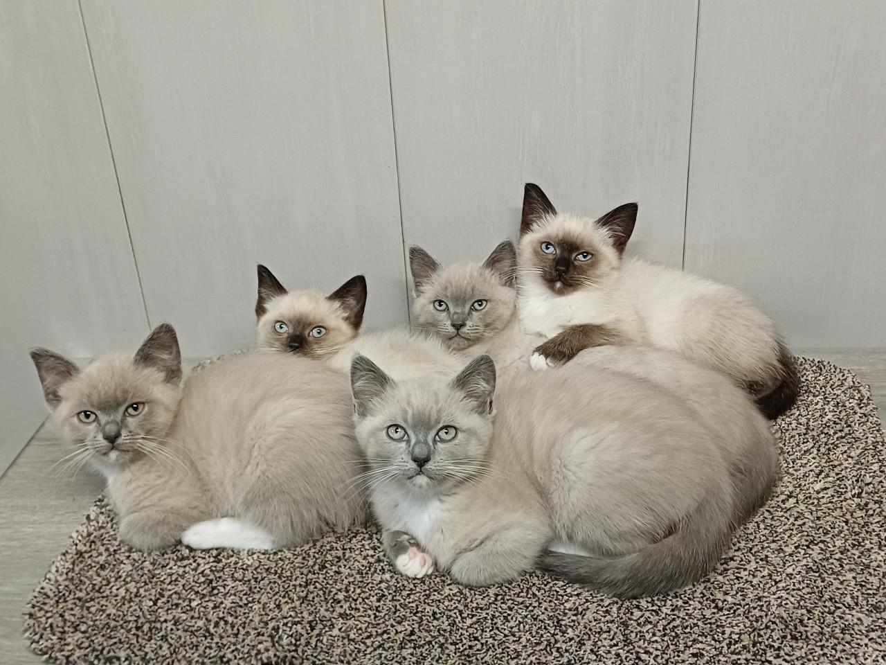 Mooie Brits Korthaar x Ragdoll kittens mogen verhuizen