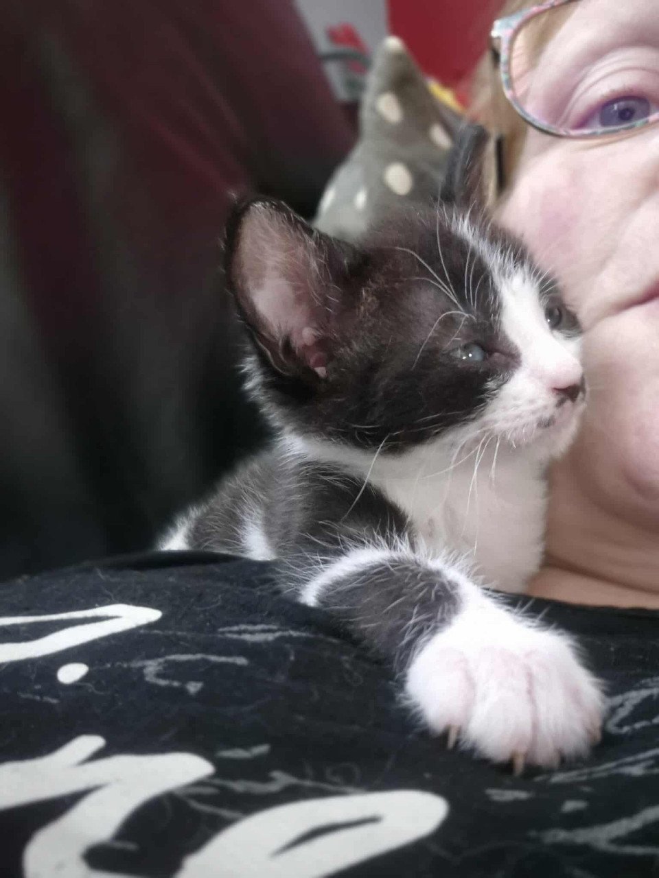 Nog 1 van de 5 super sociale met de handopgevoede kittens te koop