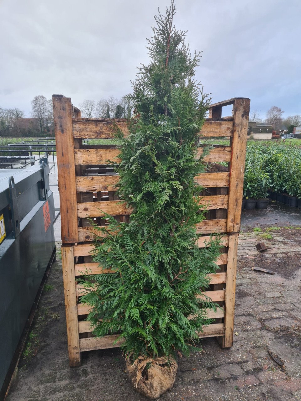 Thuja Plicata Excelsa coniferen in alle maten