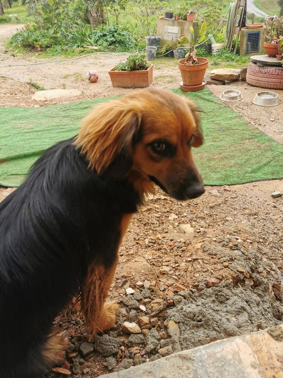 Vrolijk klein hondje