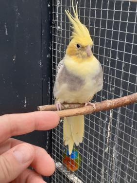 Diverse kleuren valkparkieten