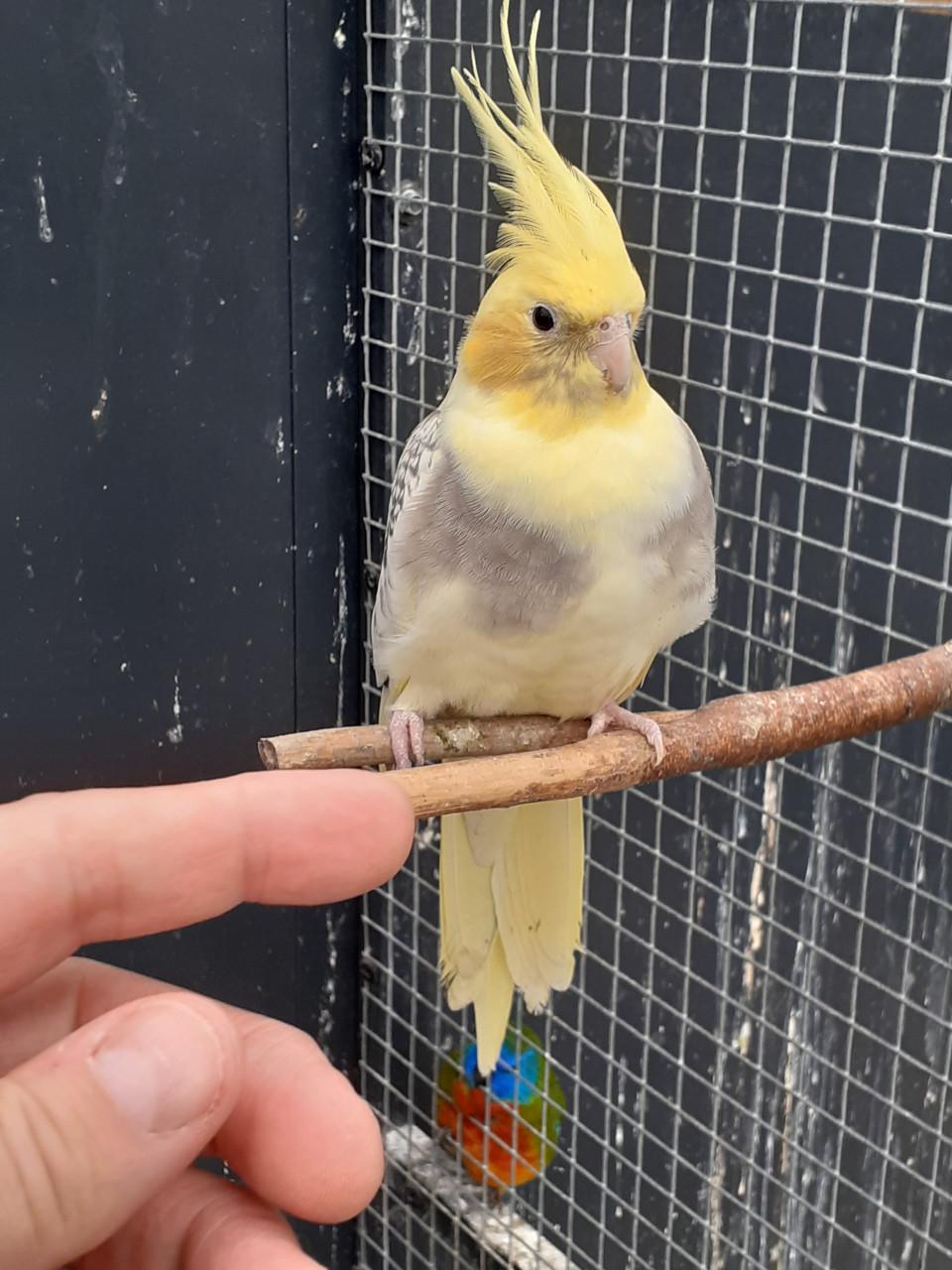 Diverse kleuren valkparkieten