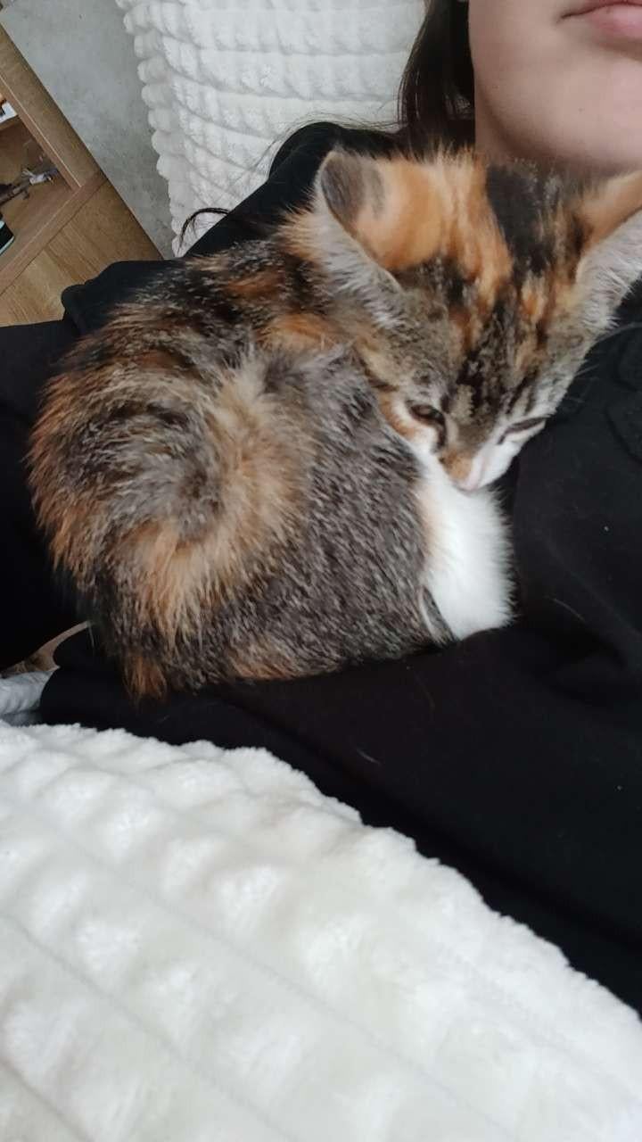 Kitten