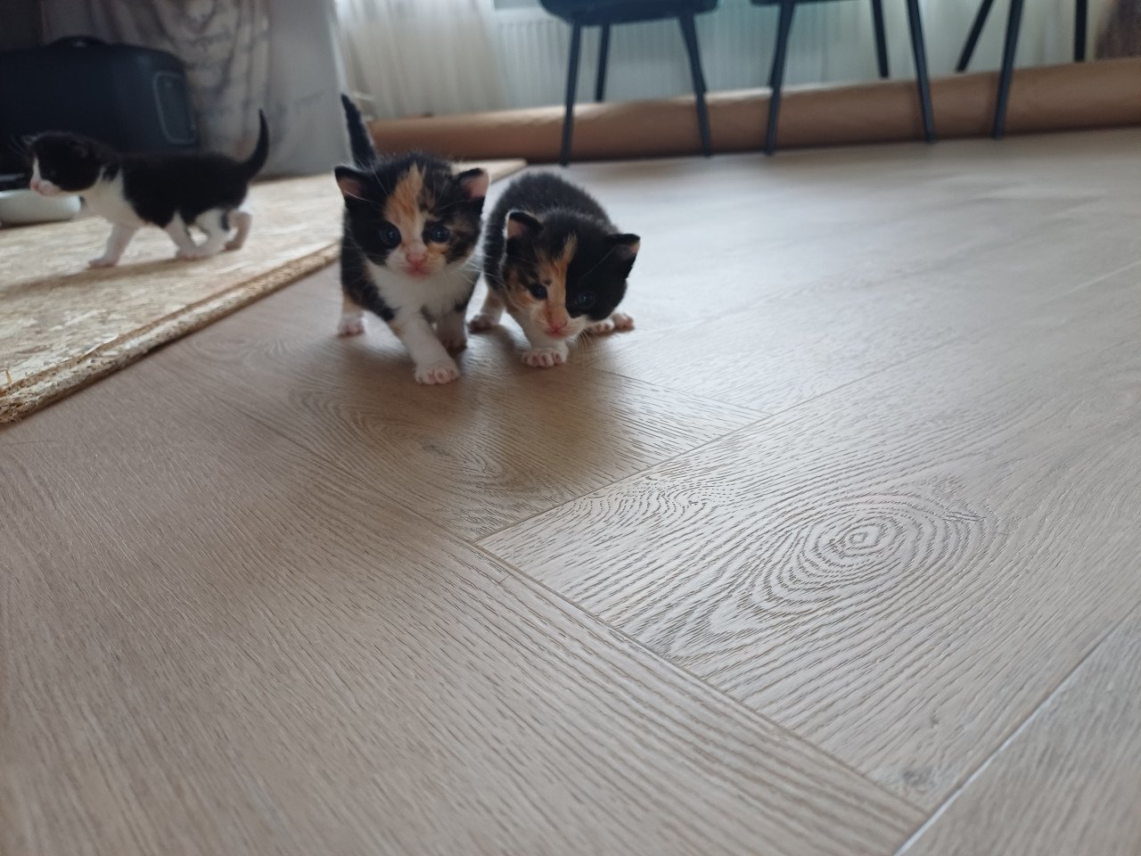 Kittens