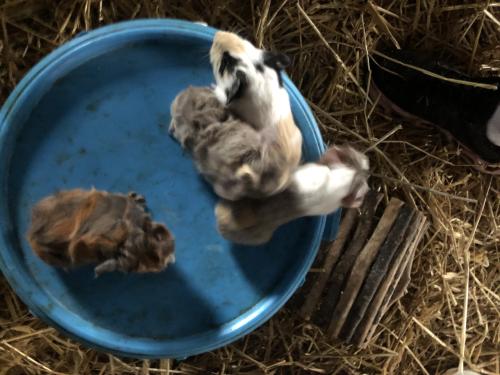 Baby. Cavia’s! Speciale kleurtjes!