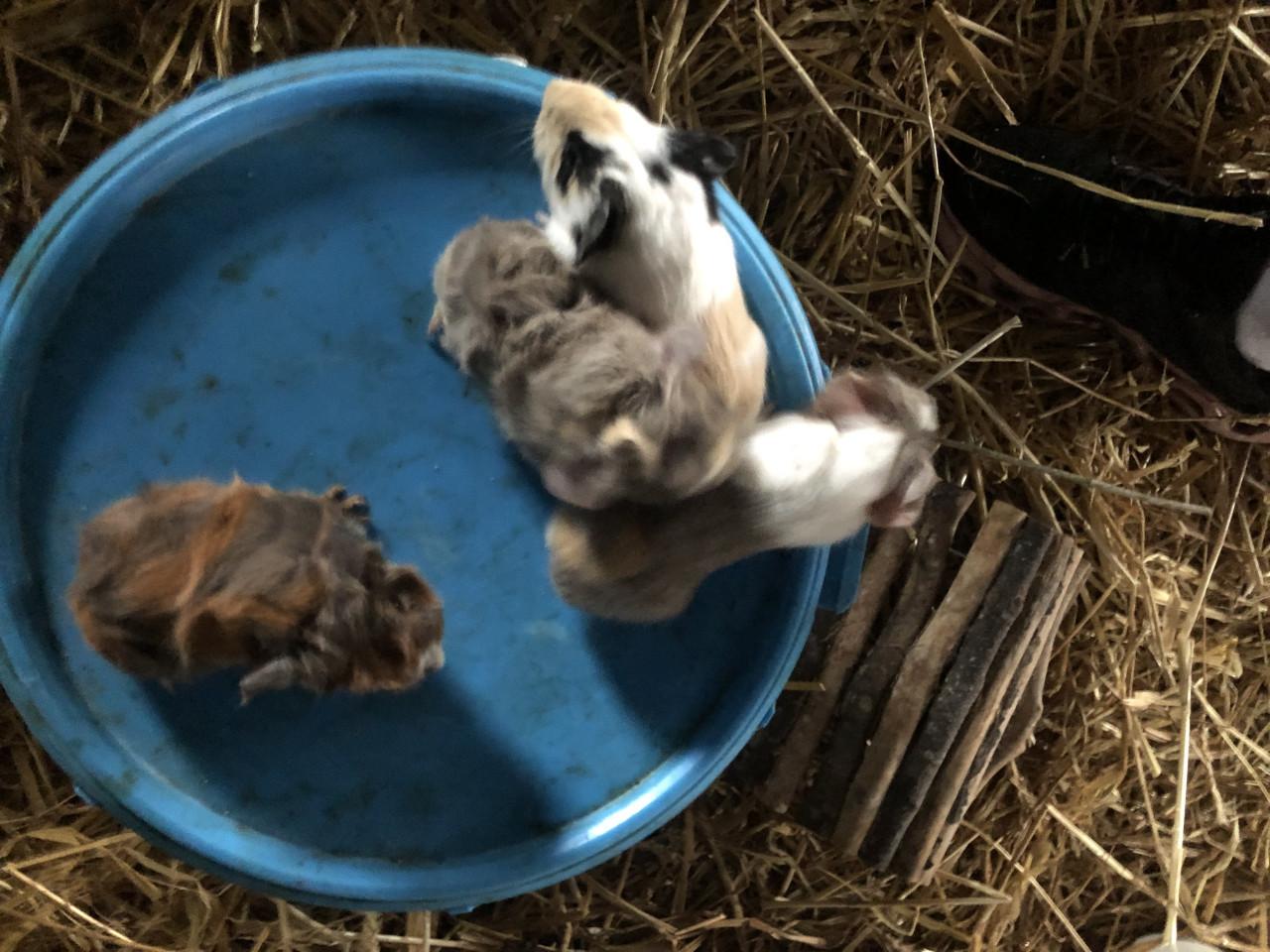 Baby. Cavia’s! Speciale kleurtjes!