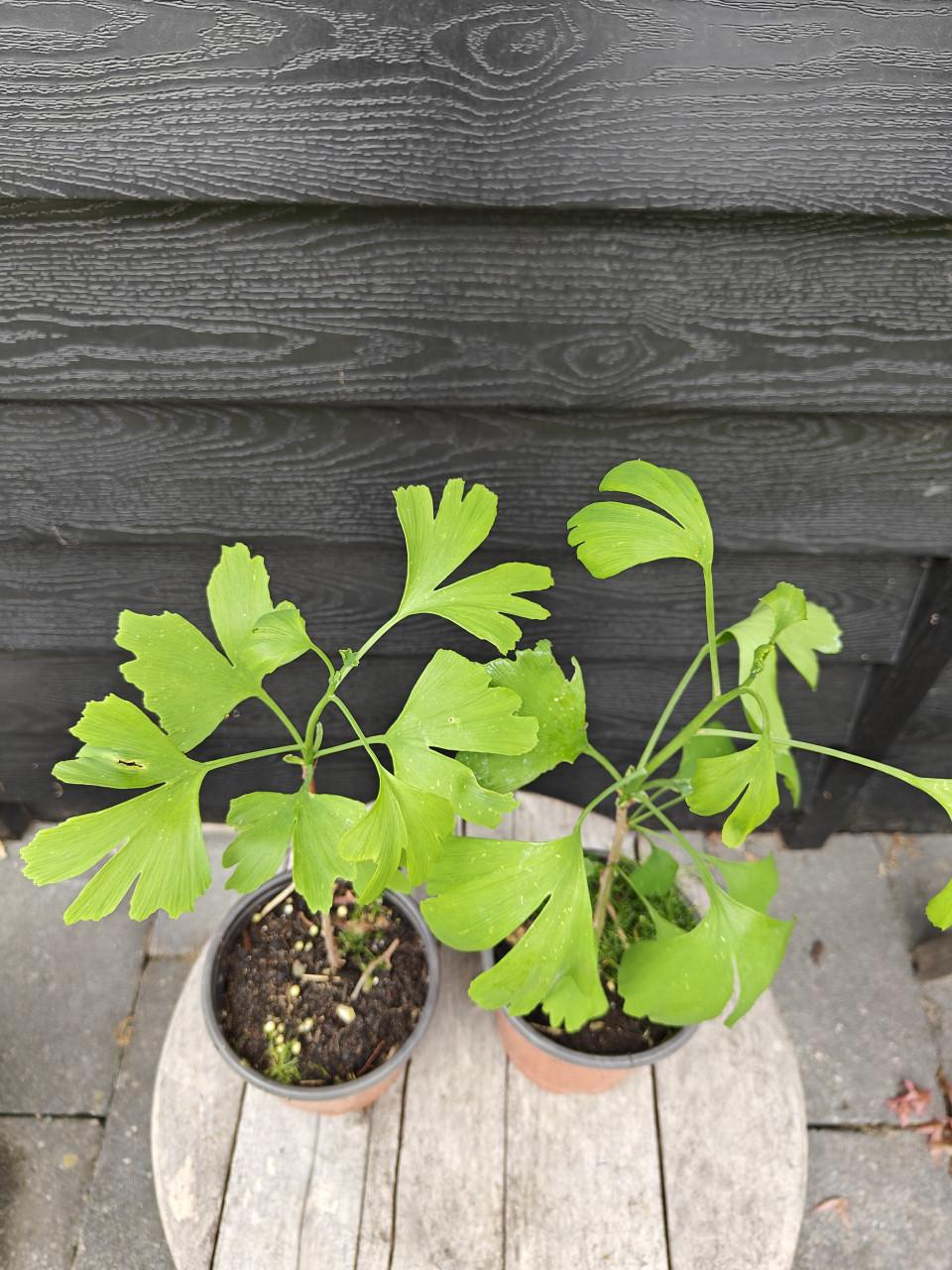 Ginko Biloba bomen planten 2 jarig