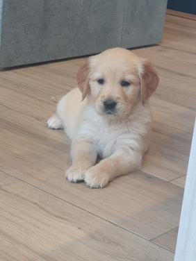 Golden retriever pup teef