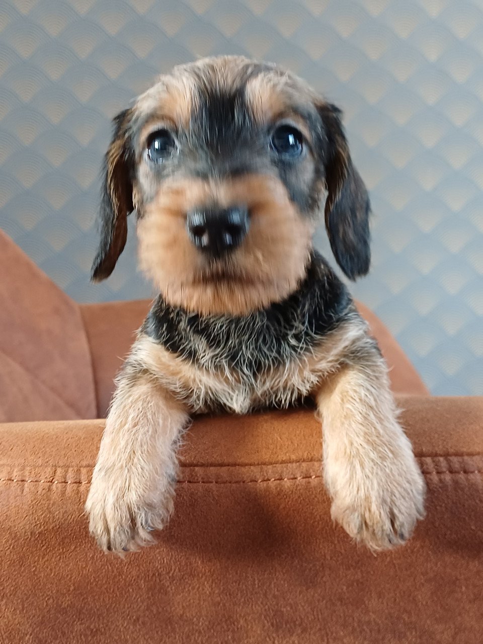 Super leuke Ruwhaar Dwerg Teckel pups