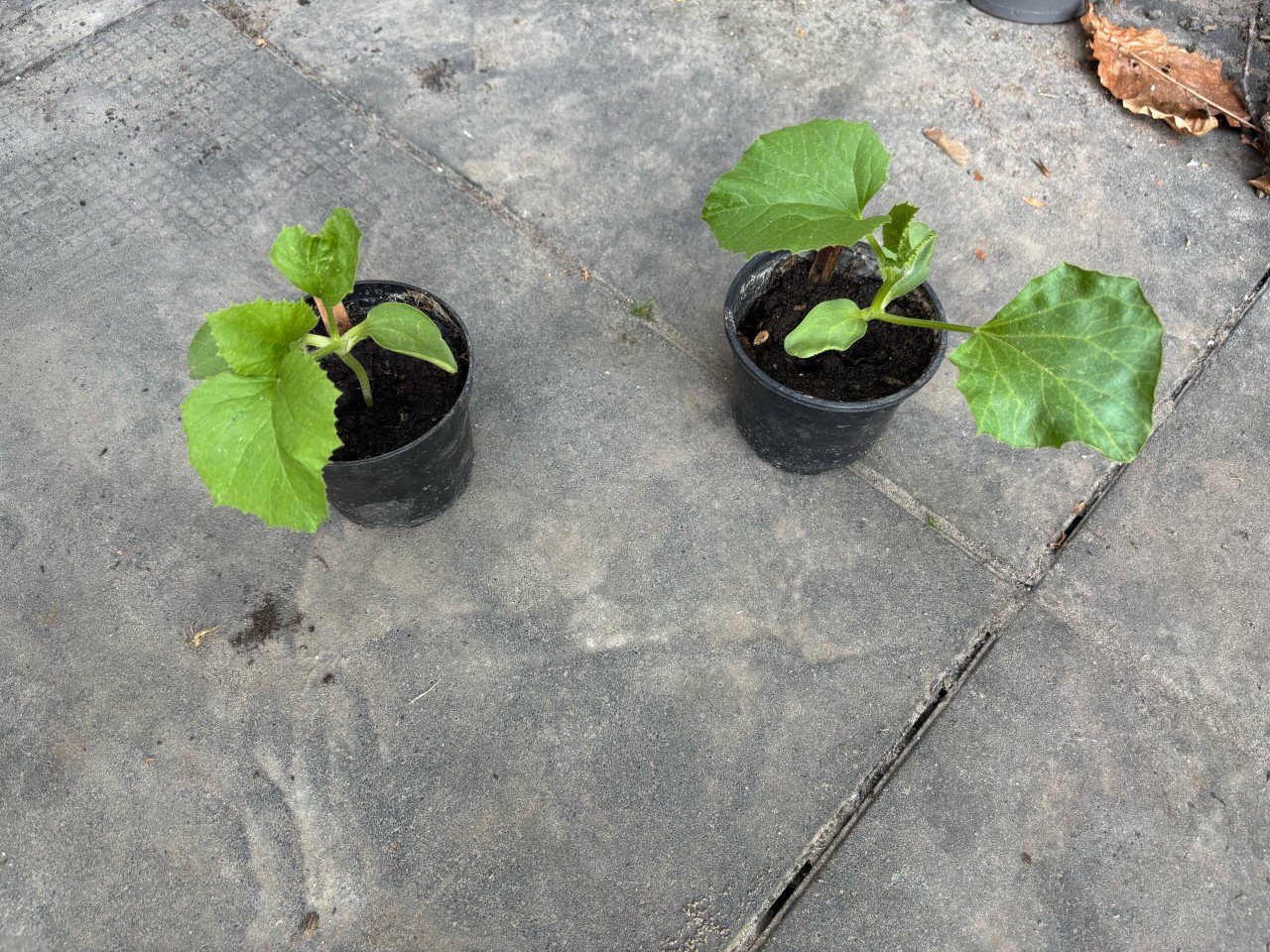Meloen plantjes
