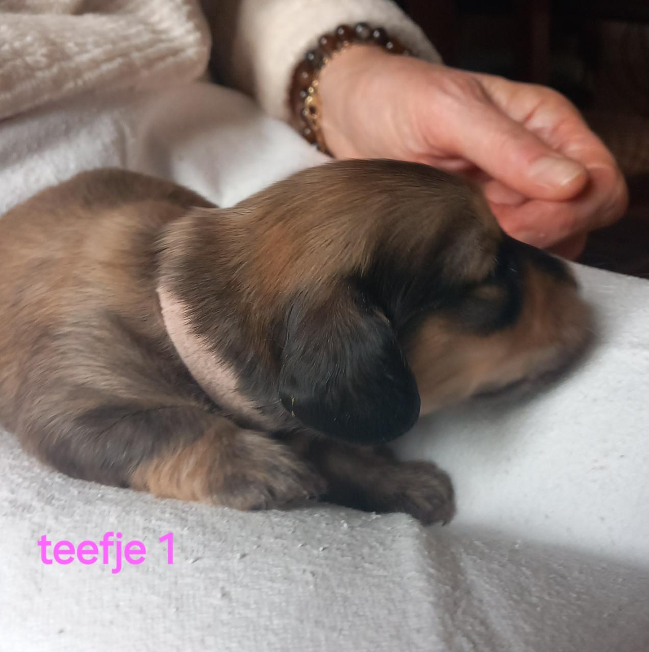 Langhaar teckel puppies