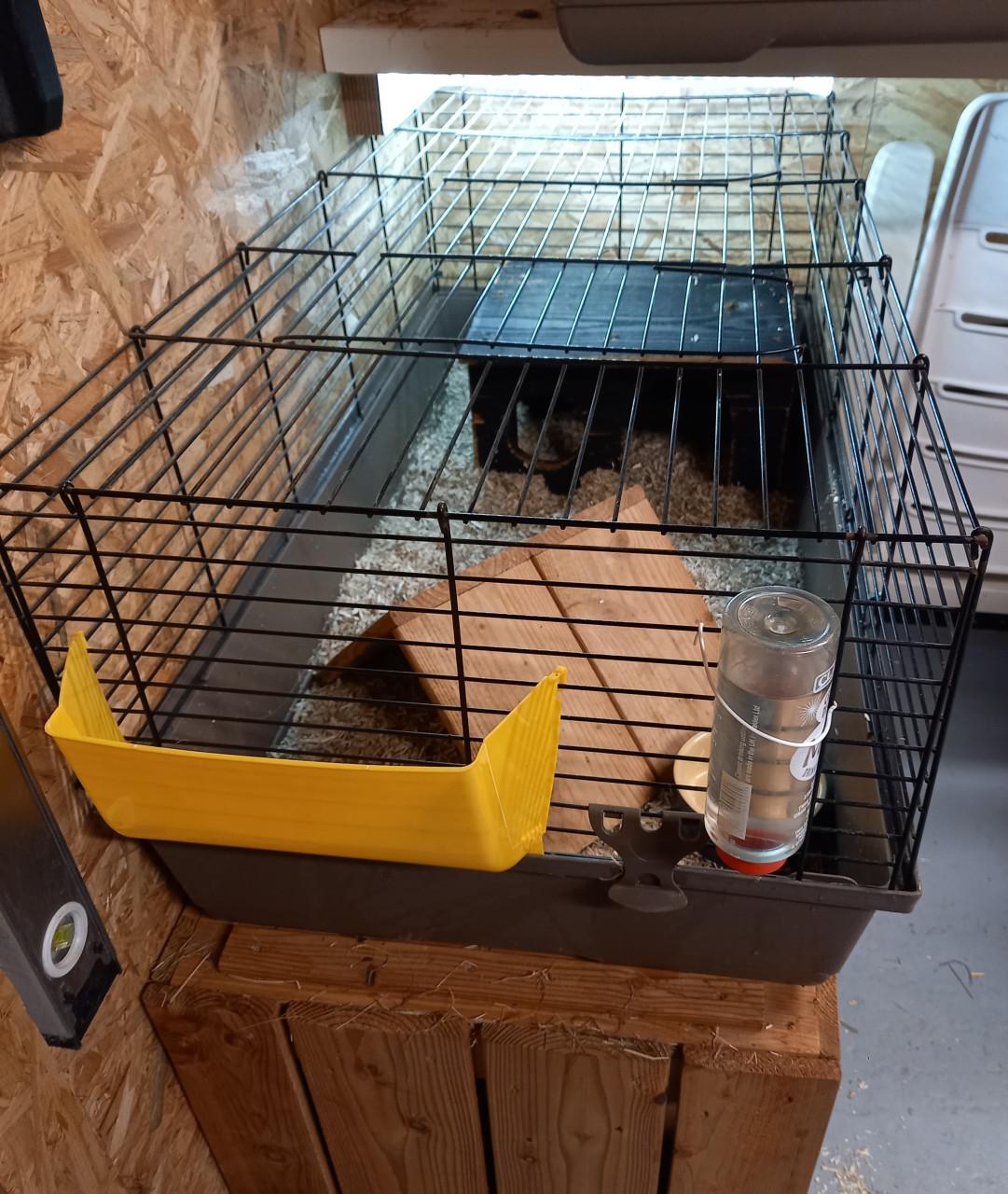 Cavia beren incl. hok