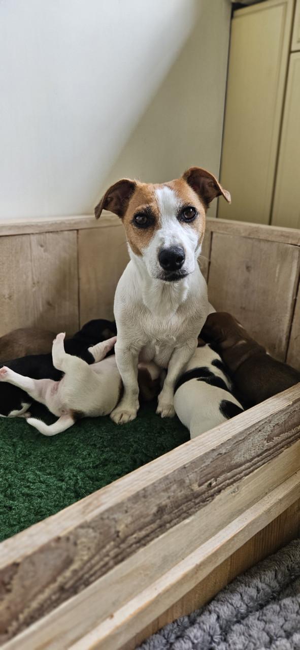 Lieve jackrussel pup