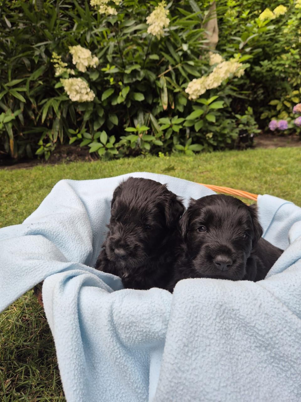 Bouvier pup