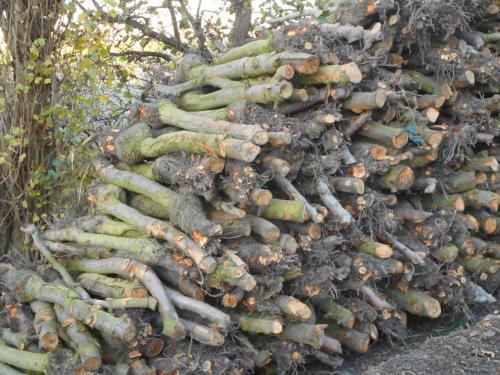 Te koop openhaardhout/ appelhout